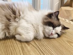 -楼上猫咖(罗湖店)
