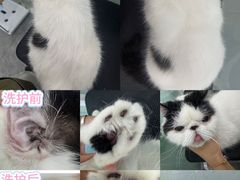 -爱洗澡的猫(望京店)