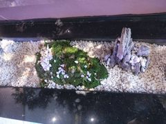 -马家斑.鲜鱼火锅(松湖万科店)