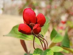 -天津东丽湖风景区