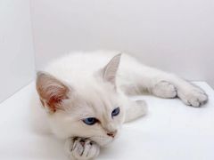 -三花喵·撸猫购宠·宠物生活馆(虹桥南丰城店)
