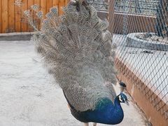 -森波拉奇妙世界