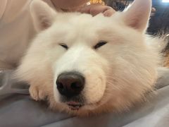 -和它·交个朋友·狗咖猫咖(爱琴海店)