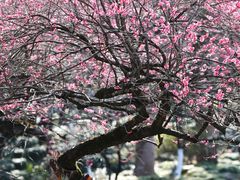 -杭州植物园