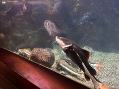 -太平洋海底世界