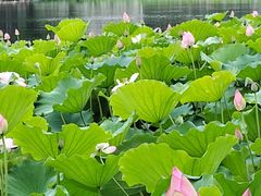 -荔湾湖公园