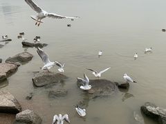 -深圳湾公园(南山区)