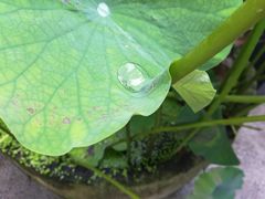 -乐领拈花溪·林涧食韵