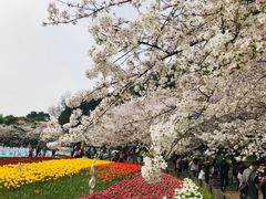 -苏州上方山国家森林公园