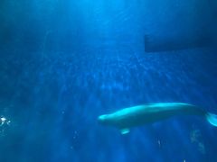 -芜湖新华联大白鲸海洋公园