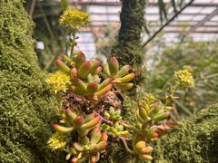 -呀路古热带植物园
