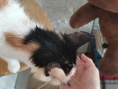 -平行世界·猫咖(首经贸店)