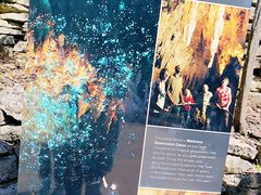 -怀托摩萤火虫洞