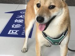 -申普宠物医院·心脏介入·心血管微创(总院)