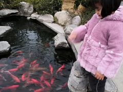 -合肥滨湖国家森林公园