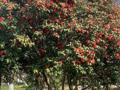 -玄武湖景区-情侣园游乐场