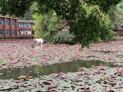 -野象谷景区