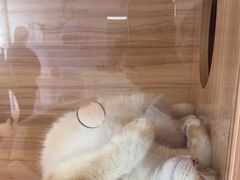 -喵百万·布偶·蓝金金渐层英短·猫舍(百子湾店)
