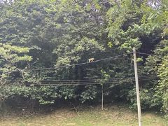 -槟城植物园