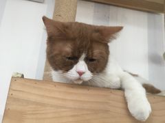 -猫小院猫主题咖啡厅(北锣店)