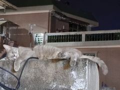-猫岛主趣味餐厅(鼓浪屿店)