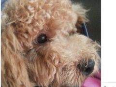 -严国平动物医院(德政总院)