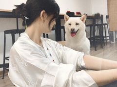-柴迷FANS CLUB·柴犬狗咖·猫咖