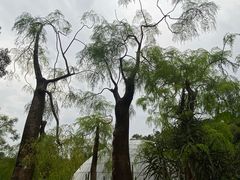 -深圳仙湖植物园