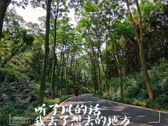 -宜兴龙背山森林公园