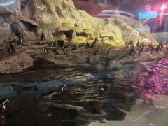 -帝企鹅自助餐厅•儿童岛•真企鹅(长隆企鹅酒店)