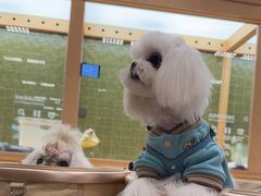 -帕帕拉兹宠物(亚洲旗舰店)