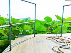 -滕州微山湖红荷湿地景区