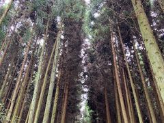 -武陵山森林公园