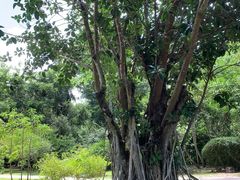 -中国科学院西双版纳热带植物园