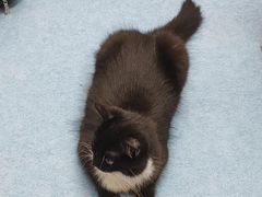 -博特宠物医院24h犬猫全科.骨科·异宠