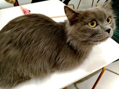 -飞行喵MR PILOT|猫舍·猫咖(静安大融城店)