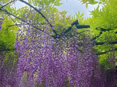 -嘉定紫藤园