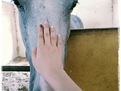 -松声马术俱乐部