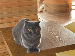 -猫的茶·猫咖