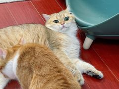 -东方名猫馆·英短金渐层布偶猫舍(环线广场1号楼店)