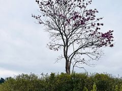 -中国科学院西双版纳热带植物园