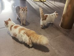 -飞行喵MR PILOT|猫舍·猫咖(静安大融城店)