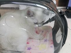 -宠颐生宠物医院·心肾内科·猫专科诊疗中心宠巢店