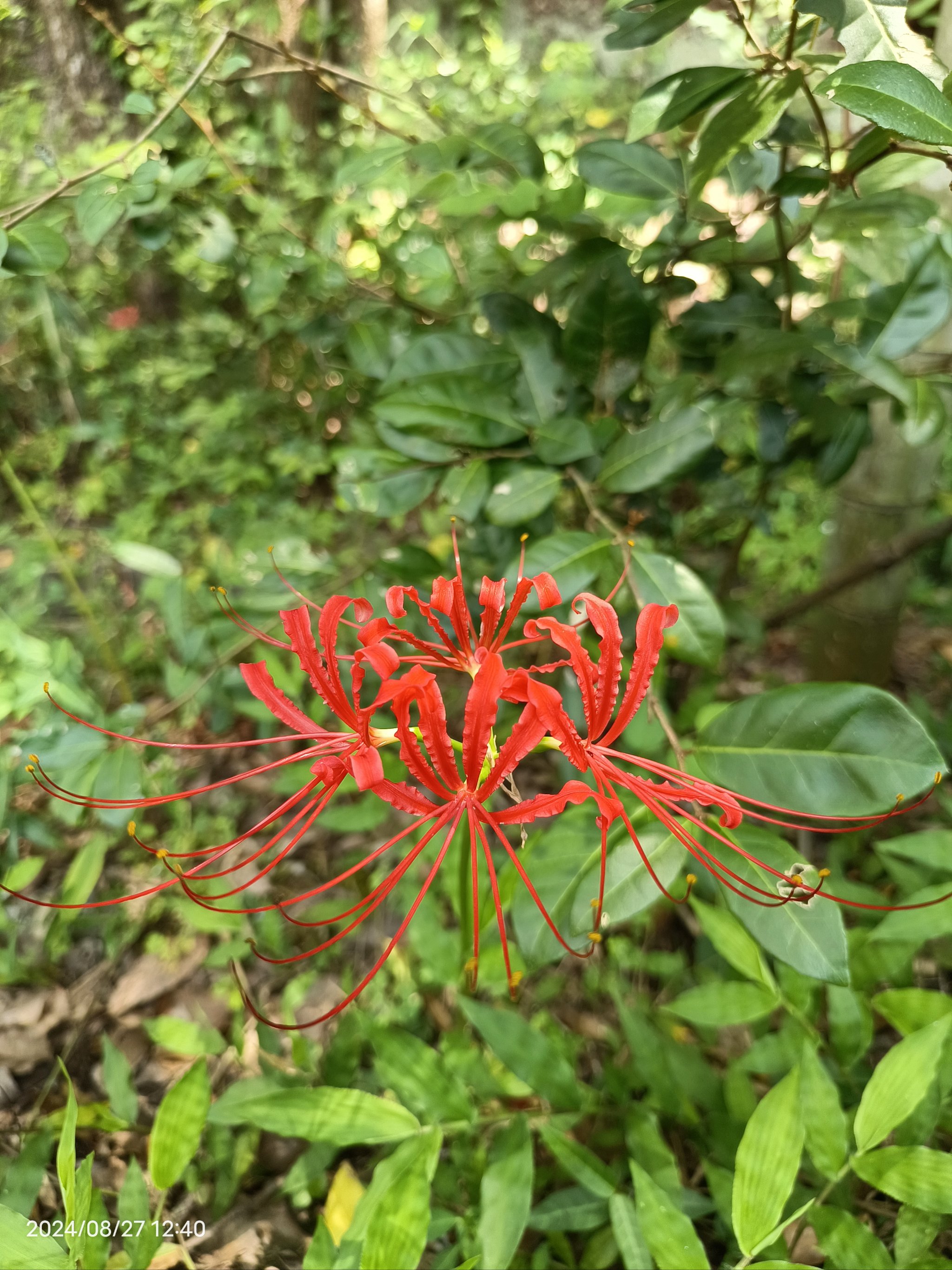 彼岸花碰到血会怎样图片