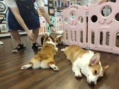 -柯斗斗主题餐厅·狗咖·围炉煮茶·茶饮(国瑞升平里店)