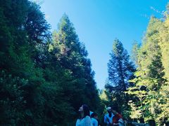 -武陵山森林公园