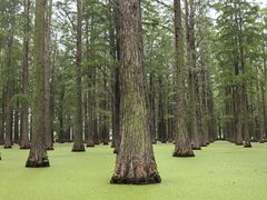 -渌洋湖湿地公园