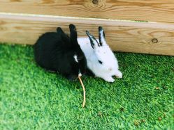 -萌宠亲子动物乐园(槐房万达店)