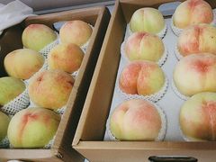 -南汇新场正宗水蜜桃采摘