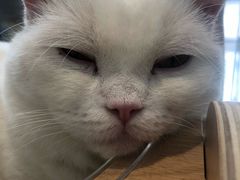 -飞行喵MR PILOT|猫舍·猫咖(静安大融城店)